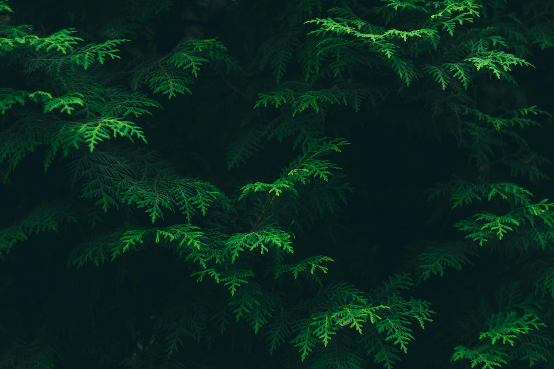 Bio-Harmonics and the Sacred Net of Life