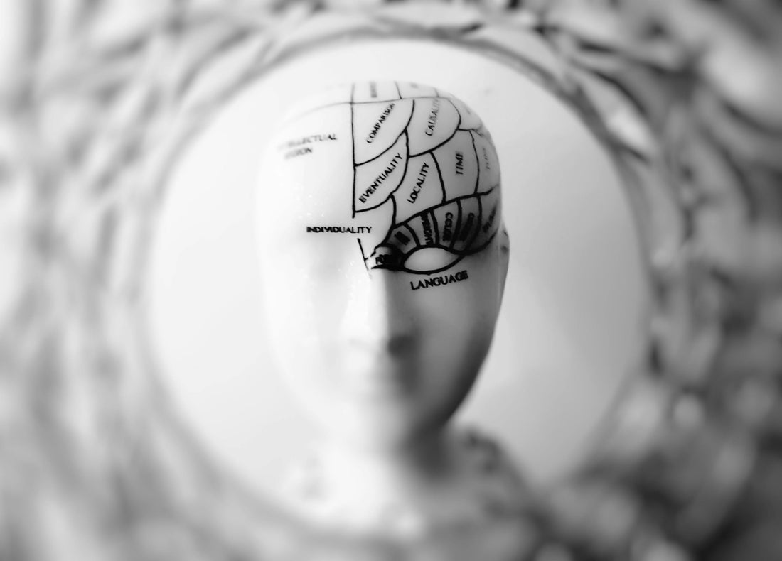 The Somatic Anchor Researching the Gut Brain Axis as the Foundation of Physical Healing